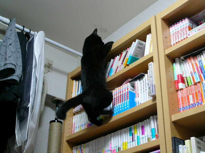 本棚を登る猫