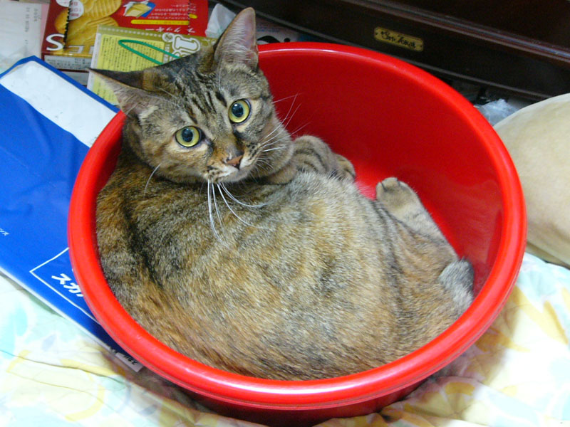 洗面器猫（うた）